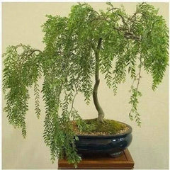 Bonsai Tree Cutting - Australian Willow, Thick Trunk, Fast Growing, Salix babylonica