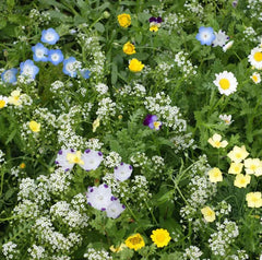 Eco-Ease Flowering Lawn Seed Mix 2g 13 Species Non-GMO Alternative Grass Blend for Sustainable Gardens