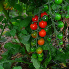 Sweetie Cherry Tomato Seeds - Super Sweet, NON-GMO, Heirloom Variety - Solanum lycopersicum