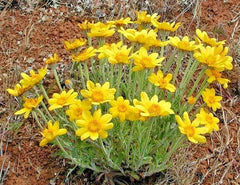 Oregon Sunshine Seeds - Wooley Sunflower - Native Wildflower - Drought Tolerant, Poor Soil Adaptable - Helianthus annuus
