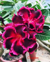 Desert Rose Plant - Small Rooted Seedling - Caspian Variety - Adenium Obesum - 4-6 Inches Tall