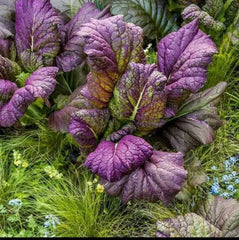 Osaka Purple Mustard Seeds - 200 Count - Non-GMO, Organic - Brassica juncea