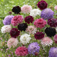 Scabiosa Pincushion Flower Seeds - Imperial Mix Tall Double - Dried Everlasting - 200 Seeds