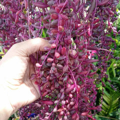 Othonna capensis Ruby Necklace Succulent Cuttings - 15 Pieces, Unique Colorful Succulent Cuttings for Plant Lovers