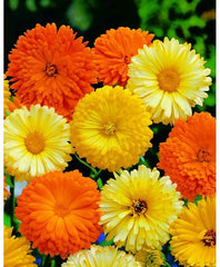 Calendula Seeds Mix - Pacific Beauty, Pot Marigold, Various Sizes, Calendula officinalis - Free Shipping
