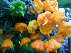 Hot Pepper Seeds - Yellow Sunrise Variety, Aromatic & Prolific - Rare Lemon Flavor - 10 Seeds (Capsicum annuum)