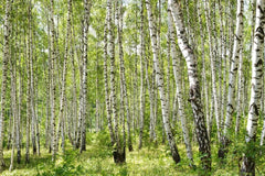 Gray Birch Seeds - 100+ Premium Seeds - Betula populifolia - Fast-Growing Native Tree for Landscaping and Reforestation