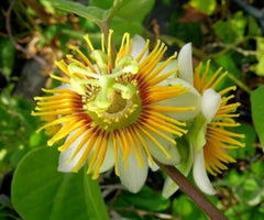 Yellow Holosericea Passion Flower Vine Starter Plant - Fragrant Passiflora Rooted Plant for Gardens and Trellises