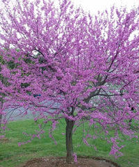 Eastern Redbud Tree - 6-12" Tall - Bare Root - Cercis Canadensis