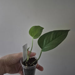Jade Pothos Starter Plant 2 Inch Pot | Epipremnum aureum | Indoor Houseplant, Easy Care, Green Foliage