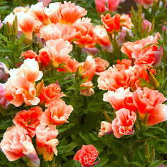 Orange Glory Godetia Seeds - Double Flowering Clarkia Azalea for 2025 Planting