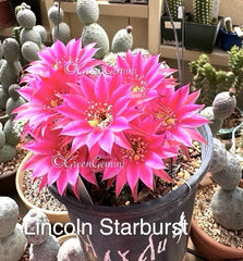 Rare Hybrid Peanut Cactus Plant - LINCOLN STARDUST - Chamaecereus - Rooted Succulent for Unique Indoor Gardens
