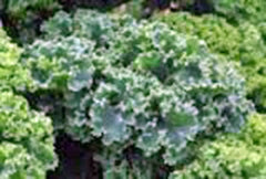 Kale Seeds Vates Blue Curled Scotch Heirloom Non-GMO 100 Seeds - Organic Vegetable Gardening