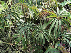 25+ Begonia Luxurians Seeds for Garden Planting - USA Grown, High Germination Rate, Colorful Foliage