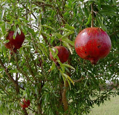 Pomegranate Plant - 'Wonderful' Variety - Actively Growing Live Plant - Punica granatum