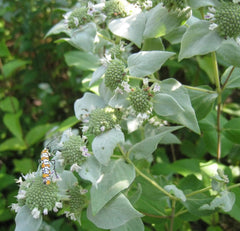 Mountain Mint Seeds - 1000 Count - Rare Medicinal Herb - Aromatic Plant (Pycnanthemum spp.)