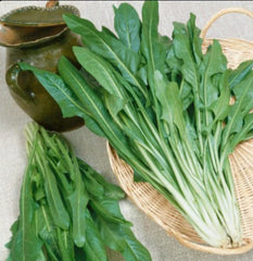 Italian Dandelion Seeds, 1000+ Bulk, Catalogna Emerald Endive, NON-GMO, Heirloom Variety, Organic Gardening