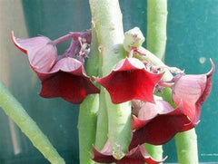 Huernia Pendula Cutting - Bootlace Huernia - 4-5 Inches - Unique Succulent Plant for Indoor Gardens