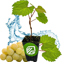 Blanc du Bois Grape Live Plant - Vitis labrusca - 3-Inch Deep Pot - Fresh, Healthy Grapevine for Home Garden