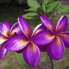 Plumeria Seeds - 5 Pack - Purple Yellow Flowers - Perennial Plant (Plumeria spp.)