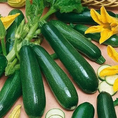 Black Beauty Zucchini Squash Seeds - Heirloom, Non-GMO, Organic - 10+ Fresh Seeds - Cucurbita pepo