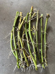 Rooted Sweet Potato Cuttings - 10 Vines Ready to Plant - Ipomoea batatas