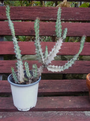 Euphorbia Greenwayi Medusoid Succulent Plant - 3 Year Branched Spurge Specimen - Unique Green Foliage