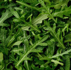 Arugula Seeds 3,000 Count | Non-GMO Heirloom | Free Shipping USA | Buy 3 Get 2 Free!