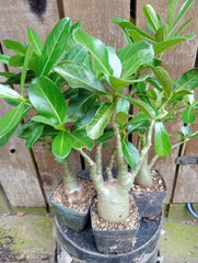 Adenium Desert Rose Potted Plants 4 Inch Mixed Colors (10-12'' Tall) - Fully Rooted Adenium obesum