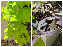 Sweet Potato Cuttings 10 Pack Chartreuse Blackie Rooted Ipomoea batatas