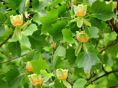Tulip Poplar Live Tree Plant 16-24 Inches - Liriodendron tulipifera - Bare Root for Shipping