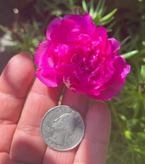 Purple Double Massive Bloom Portulaca Moss Rose - Vibrant Succulent Plant - US Seller - Ideal for Gardens and Containers