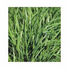 Chive Seeds 100 Count Heirloom Flavorful Chives Allium schoenoprasum Easy to Grow Herb