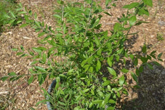 Henna Plant Live 10-14 Inches Well Rooted Bush, Lawsonia inermis, Half Gallon Potted