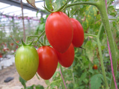 Roma Tomato Seeds - 20 Count - Perfect for Canning & Salads - Solanum lycopersicum