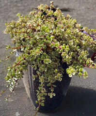 Rainbow Variegated Elephant Bush Dwarf Jade Plant Cuttings - 2 Unrooted 4-Inch Cuttings (Portulacaria afra)