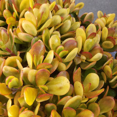 5 Cuttings Succulent Crassula Ovata Hummel Sunset Golden Jade Plant, Indoor Houseplant Decor