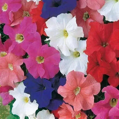 Petunia Seeds, 25 Pelleted Seeds, Dreams Mix, Annual Flower Seeds, Garden Planting