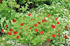 Scarlet Cinquefoil Seeds - 100+ Potentilla Fruticosa - Native Perennial Compact Flowering Shrub