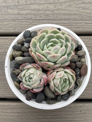 Echeveria Elegans Succulent - Mexican Snowball - 3 Live Rooted Plants - Size 1 to 2 Inches