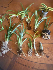 12 Bare Root Orchid Plants (3–5") | Live Orchid Starters | Assorted Varieties | Indoor Tropical Flowering Plants