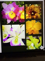 Cattleya Orchid Plant Bare Root 1-3 Stems No Tag Sale - Cattleya spp.