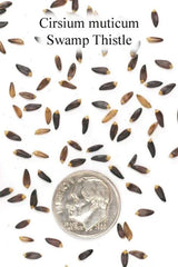 Swamp Thistle Seeds for Planting - 100 Count - Native Variety - Cirsium muticum