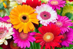 Fresh Gerbera Daisy Flower Seeds Mix, 100 Seeds with Instructions, Colorful Blooms, Gerbera jamesonii