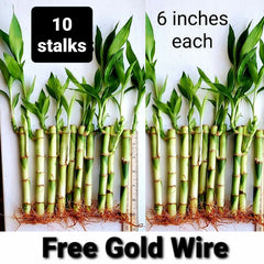 Lucky Bamboo Plants - 6 Inches - 10 Pack with FREE Gold Wire - Indoor Feng Shui - Dracaena sanderiana