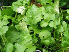 Cilantro Seeds, 50 Seeds, Slow Bolt Heirloom, Non-GMO Culinary Herb, Coriandrum sativum