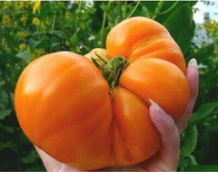 Amana Orange Tomato Seeds - Organic Heirloom - NON-GMO - 10+ Seeds - Rare Variety - Solanum lycopersicum