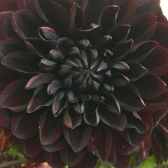 Perennial Dahlia Flower Seeds - 20PCS - Rare Colorful Variety - Dahlia spp.