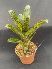 Neoregelia Mo Peppa Please Bromeliad - Small Rooted Plant in 3" Pot