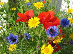 Wildflower Seed Mix, 4 oz, Colorful Border & Garden Blend, Native Wildflowers Mix